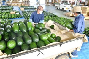 収穫したトウガンを搬入する生産農家＝５日、ＪＡ宮古地区農産物集出荷施設・平良野原越