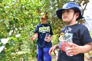 大人と一緒に子供たちも収穫を楽しんだ「ピタンガ狩り」。自然の恵みを味わった＝23日、モリンガ夢農園・平良東仲宗根添