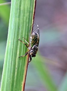 初夏を告げるイワサキクサゼミが島内各地で鳴き声を響かせている＝４日、市内