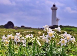 灯台（奥）を背に真っ白な花を咲かせ見頃となっているテッポウユリ＝13日、東平安名崎