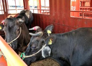 沖縄本島でのと畜に向けて、移送される牛=10日、平良港