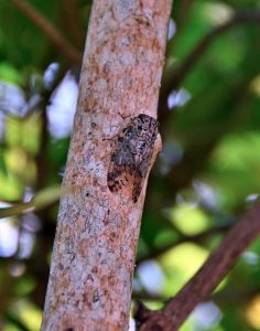 鳴き始めたミヤコニイニイ=28日、平良鏡原