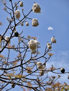 トックリキワタの実が割れて、種子を包んだ綿が飛び出してて初夏の風に舞っていた＝18日、宮古空港