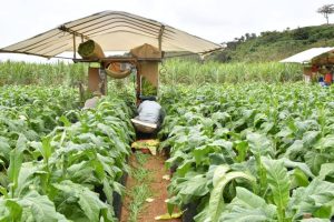 ほろ付きの収穫機に乗って作業を行う農家＝６日、上野宮国