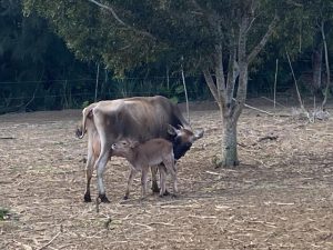 乳を飲む子牛の「ちゃーこ」と母牛の「すもも」＝25日、ツンフグ牧場