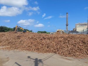 搬入されたままの状態で野積みにされているサトウキビ＝27日、宮古製糖伊良部工場
