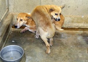 捕獲、保護された犬の殺処分は4年連続でゼロを維持しているが、宮古においては「放し飼いが課題」と指摘している＝2日、宮古保健所