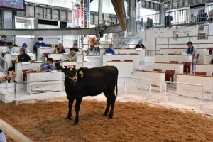 子牛１頭平均価格は46万円となった5月期牛競り＝19日、JAおきなわ宮古家畜市場