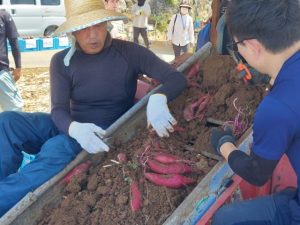 4人の作業員が収穫機に乗り込み、掘り出されたサツマイモを収穫していった＝10日、城辺保良