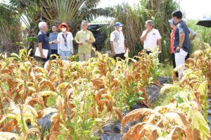 台風被害を受けた葉たばこの状況を視察する国仲氏（左から4人目）ら与党県議団＝9日、下地高千穂のほ場