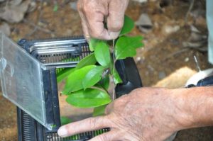 佐渡山さんに保護された後に施設内に移動されたツマグロゼミ＝10日、上野新里のツマグロゼミ増殖施設