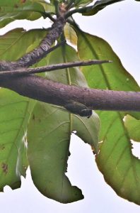 梅雨空の下、大きな声で鳴き始めたクマゼミ＝14日、市内