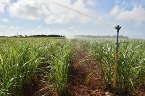 空梅雨の中、スプリンクラーで畑に散水する風景が各地で見られている＝６日、下地洲鎌