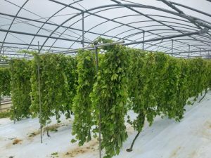 ゴーヤーはハウスのビニールを下ろし、以降の収穫を切り上げた＝5月31日、下地上地