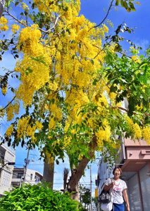 ゴールデンシャワーの黄金色の花が周囲に清涼感を漂わせている＝30日、下里通り