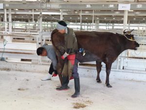 削蹄の知識や技術を競い合った＝29日、ＪＡおきなわ宮古家畜市場