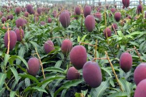 今年の宮古地区におけるマンゴー生産量予測は、570トン（資料写真）