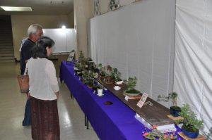 入賞作品13点が展示された第27回盆栽展＝23日、市総合体育館