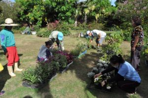 各団体の担当者が次々と訪れ、好みの苗を選んでいた＝14日、平良東仲宗根添の平良部会長宅