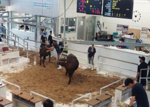 再び50万円を割り込んだ７月期牛競り＝19日、ＪＡおきなわ宮古家畜市場