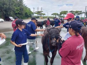 4年ぶりに開催された市畜産共進会=29日、JAおきなわ宮古家畜市場