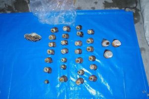 昨年、密漁されたサザエやシャコガイなど(宮古島海上保安部提供)