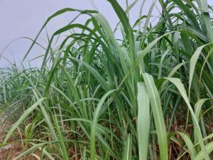 宮古島地方では各地で久しぶりに雨が降り、サトウキビ農家にとっては恵みの雨となった=18日、宮古島市内