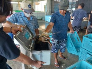 生きのいいイセエビを多くの市民が買い求めた＝26日、宮古島漁協