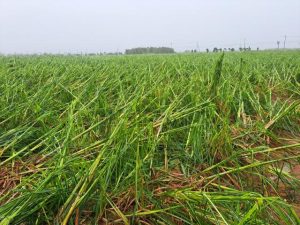 台風６号の暴風の影響で梢頭部が折損したサトウキビ＝３日、下地の畑