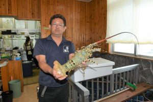 生きのいい島産のイセエビを店で提供できることを喜ぶ長浜さん＝1日、平良のレストラン「海の幸」