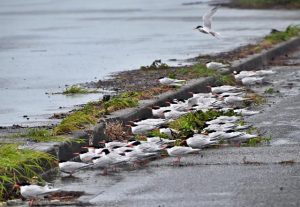 ベニアジサシの群れに数羽のエリグロアジサシが混じって車道の段差で台風の強い風を避けていた＝２日、荷川取漁港