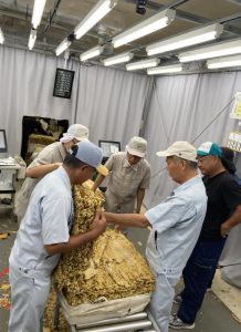 23年産葉タバコの買い入れが始まった=9日、日本たばこ産業宮古葉たばこ取扱所(写真提供・JT西日本原料本部沖縄リーフオフィス)