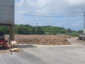 搬入されたままの状態で野積みにされているサトウキビ＝２日、宮古製糖伊良部工場