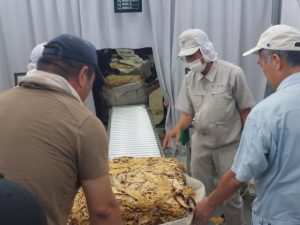 2023年産の買い入れが終了した=4日、日本たばこ産業宮古葉たばこ取扱所(写真提供・JT沖縄地方原料本部)