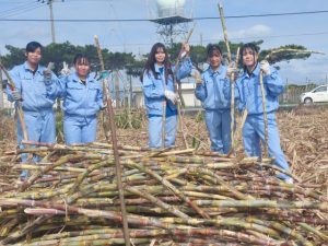 サトウキビの収穫作業を体験する生徒たち＝26日、宮古総合実業高第2農場