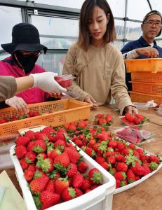 完熟した島産イチゴの収穫が本格化している＝８日、上野新里の「あまいの大好き！農園」