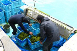 養殖アーサの収穫が始まった＝６日、大浦漁港