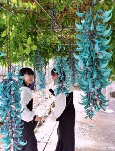 多くの観光客が咲き誇るヒスイカズラの花をスマートフォンのカメラで撮影していた＝５日、ユートピアファーム宮古島