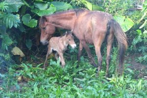 母馬「ひな」（右）に寄り添う子馬＝５日、荷川取牧場