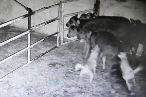 防犯カメラに残された子牛を襲う犬の映像（資料写真）