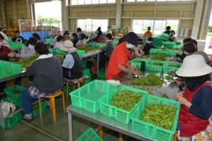 今年も甘くて味の濃い島産枝豆の出荷が始まった＝２２日、伊良部島の枝豆生産組合