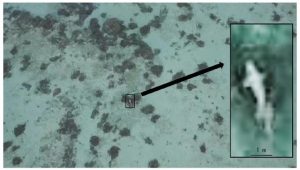 論文に掲載された吉浜代表がドローンで撮影したジュゴンと思われる海洋動物の写真＝２０１９年９月２６日、伊良部島沿岸部（県環境科学センター総合環境研究所提供）