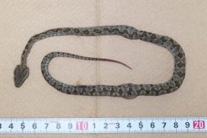 平良港で見つかったサキシマハブの死骸（県提供写真）