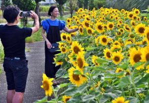 初夏の風に揺れるヒマワリの花と記念撮影する観光客＝１日、国道３９０号の与那覇湾上地護岸沿い