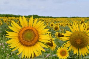 見頃を迎えたヒマワリ＝７日、宮古島来間リゾートシーウッドホテル前の畑