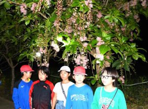 ライトアップされるベニサガリバナ＝27日　平良添道のサガリバナ群生地