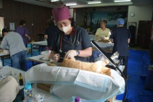 村が主体となり初の一斉ＴＮＲが行われた＝13日、塩川集落センター