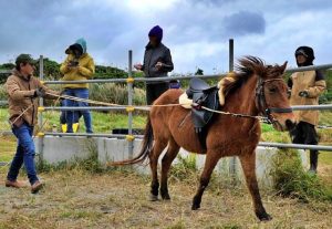 冷たい風が吹く中行われた宮古馬の調教講習会＝19日、宮古馬放牧場・城辺長間