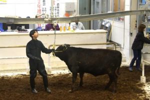 2024年の総販売額は前年比で2億9000円落ち込んだ=8日、JAおきなわ宮古家畜市場