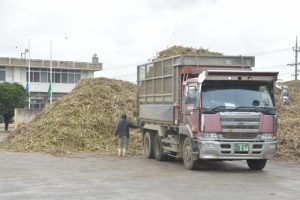 城辺、上野地区のサトウキビ搬入が始まった=26日、宮古製糖城辺工場